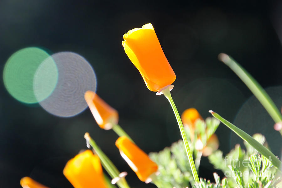 California Poppies in The Sun Photograph by Paul Topp