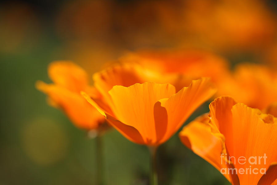 Flower Photograph - California Poppies by Nicholas Burningham
