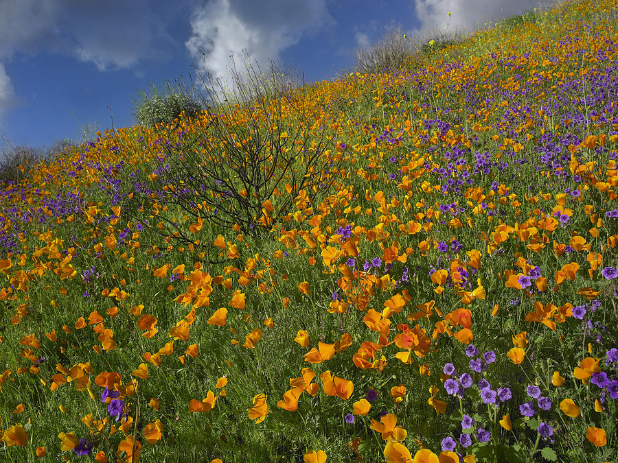 California Poppy And Desert Bluebells Photograph by Tim Fitzharris