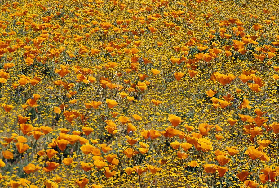 California Poppy And Golden Yarrow Photograph by Tim Fitzharris