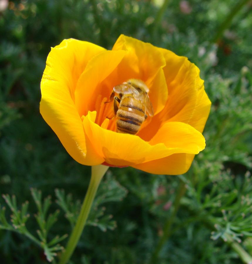 California Poppy And Honey Bee by Liz Vernand