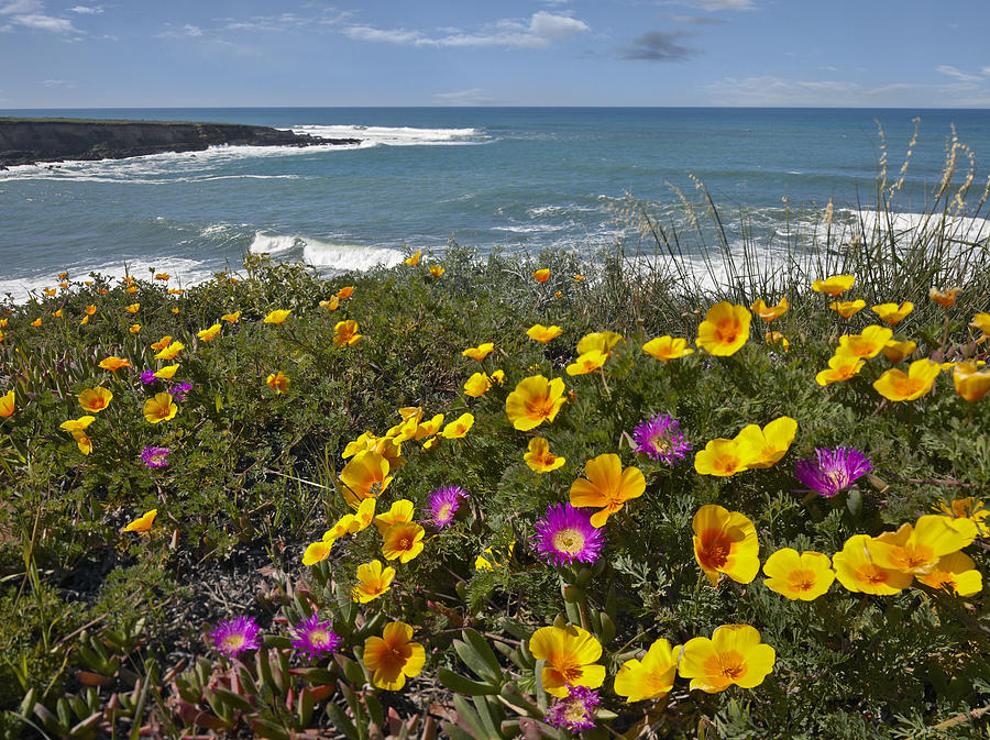 California Poppy And Iceplant Photograph by Tim Fitzharris