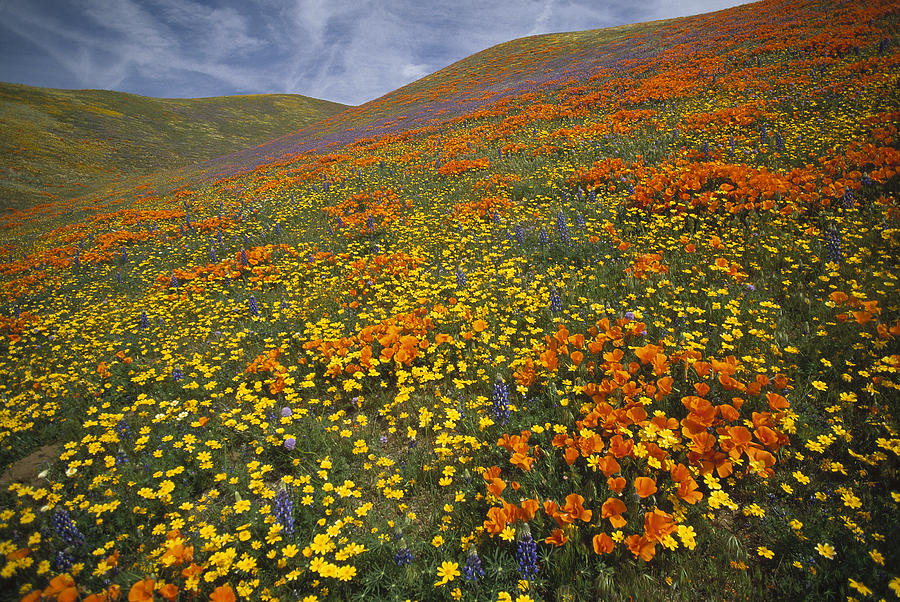 California Poppy And Lupine Photograph by Tim Fitzharris