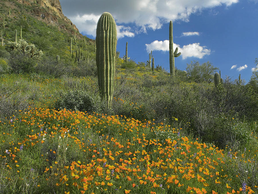 California Poppy And Saguaro Photograph by Tim Fitzharris