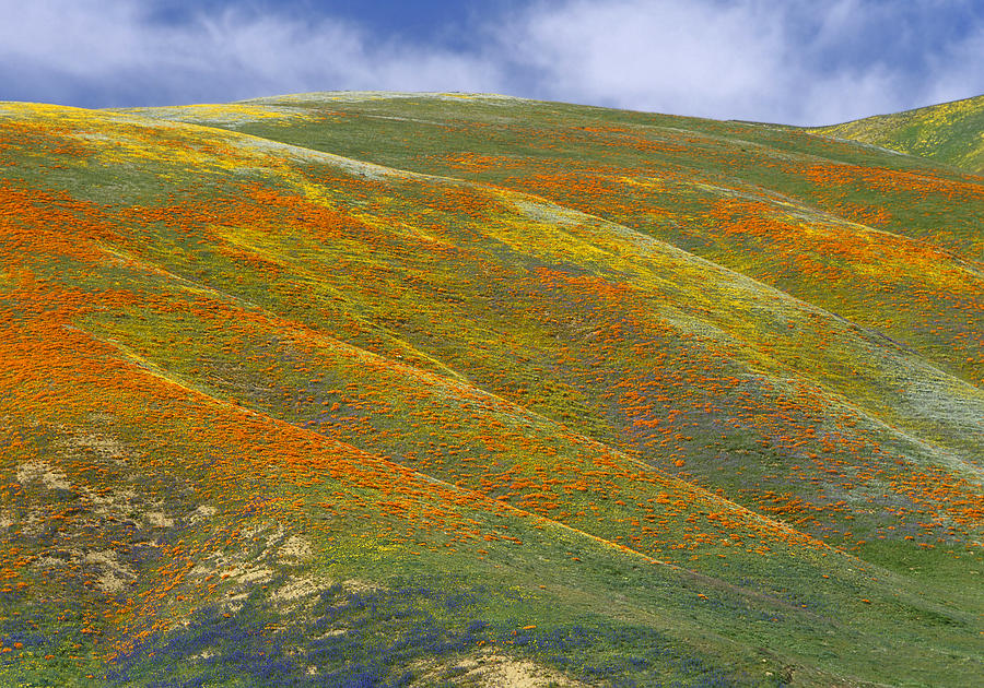 California Poppy Covered Hillside Photograph by Tim Fitzharris