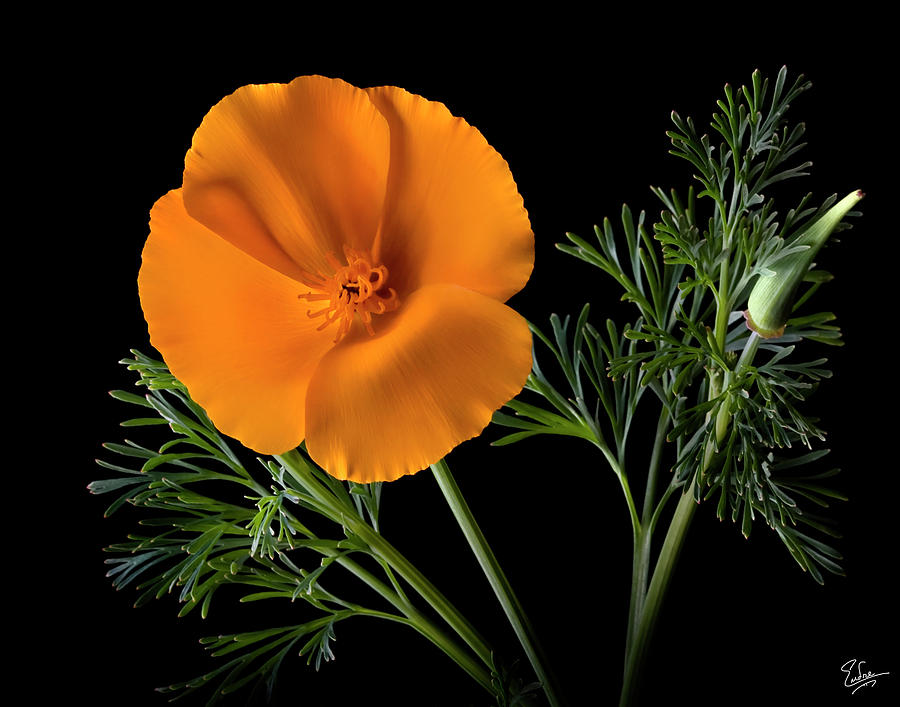 California Poppy Photograph by Endre Balogh