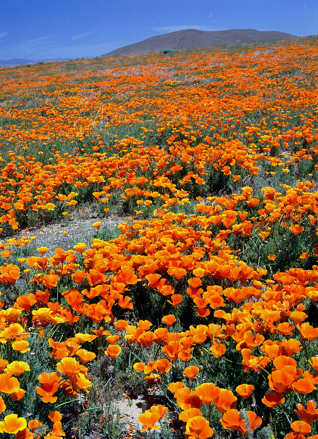 California Poppy Fields Photograph by John Wolf