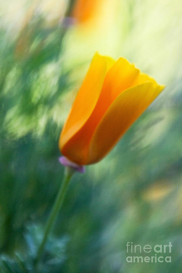 California Poppy Flower Soft Focus Photograph by Paul Topp