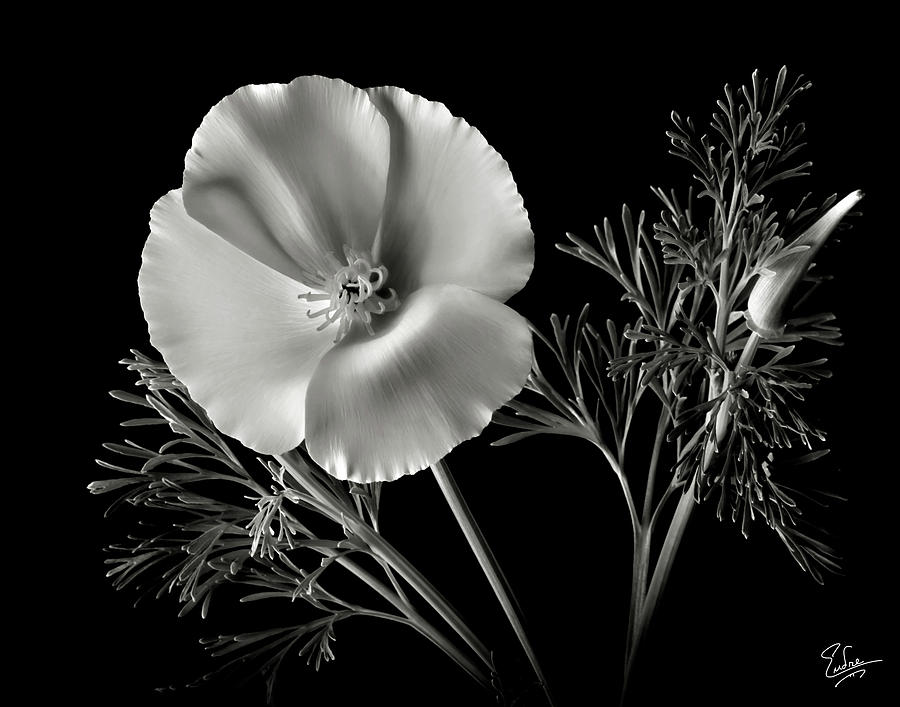 California Poppy in Black and White Photograph by Endre Balogh