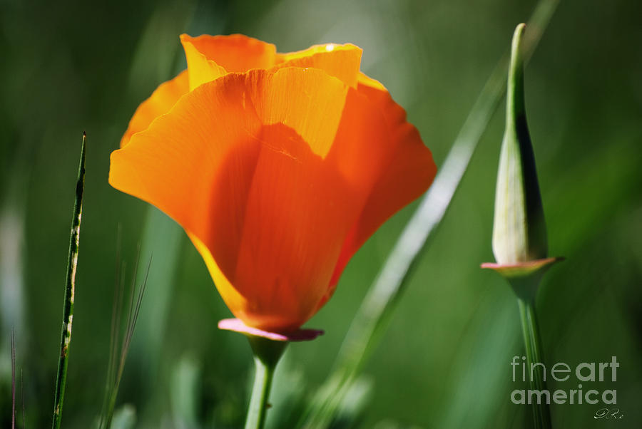 Flower Photograph - California Poppy IV by Diego Re