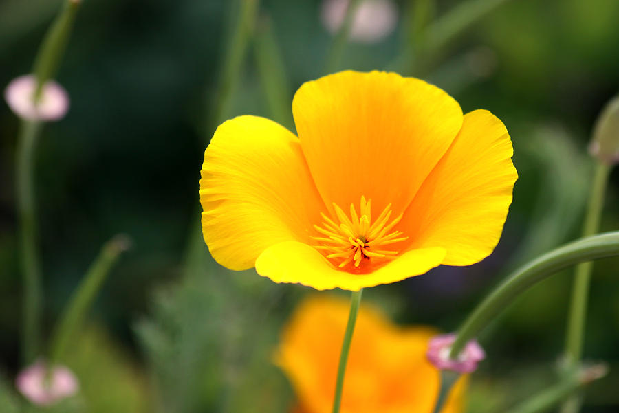 California Poppy Photograph by Karon Melillo DeVega