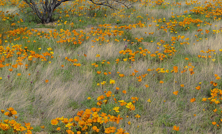 California Poppy Meadow With Grasses Photograph by Tim Fitzharris