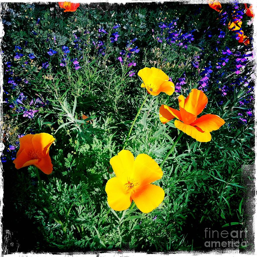 California Poppy Photograph by Nina Prommer