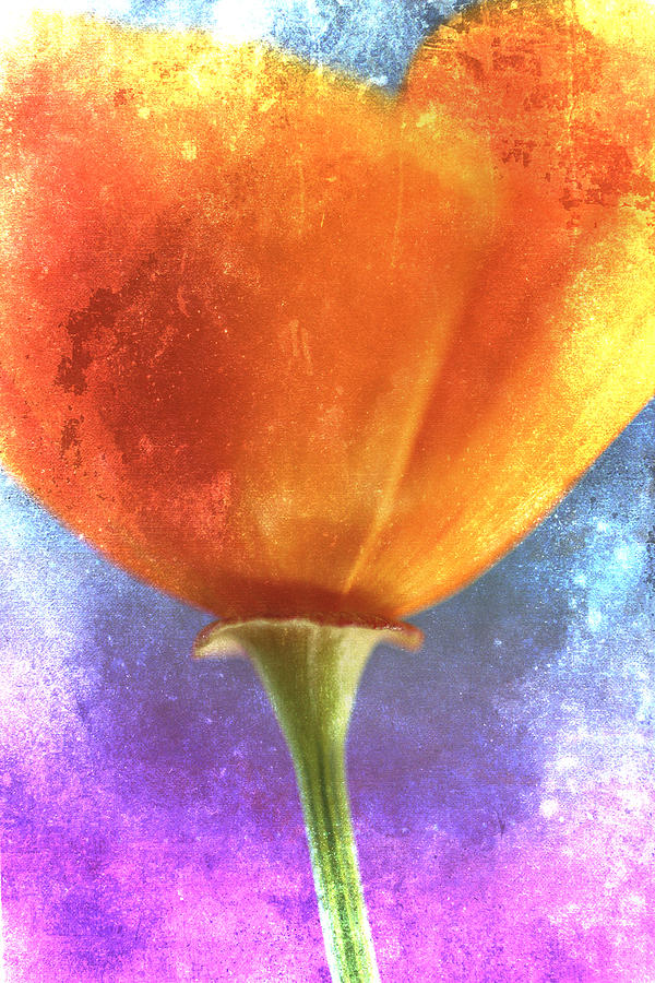 Flower Photograph - California Poppy on Pink and Blue by Carol Leigh