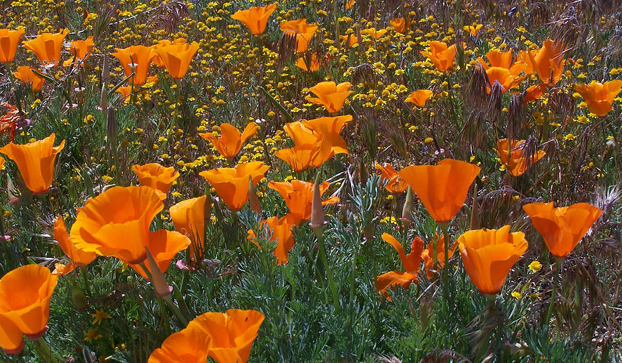 California Poppy Photograph by Steve Huang | Fine Art America