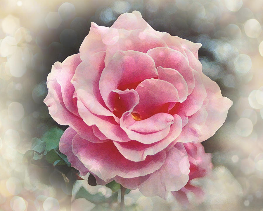 California Rose Photograph by Terry Eve Tanner