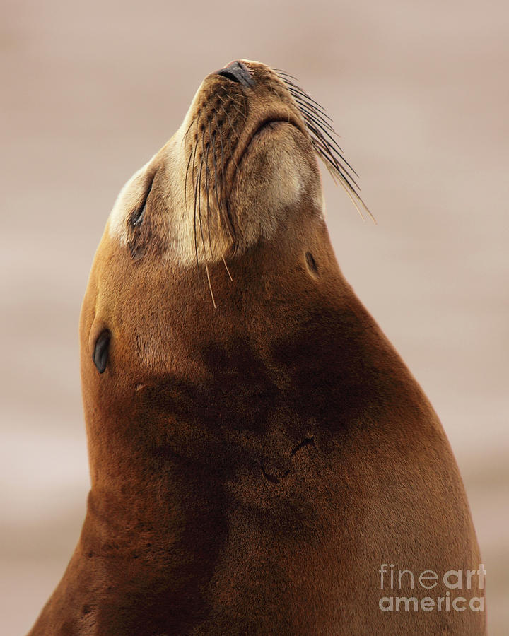California Sea Lion Asleep Photograph by Max Allen