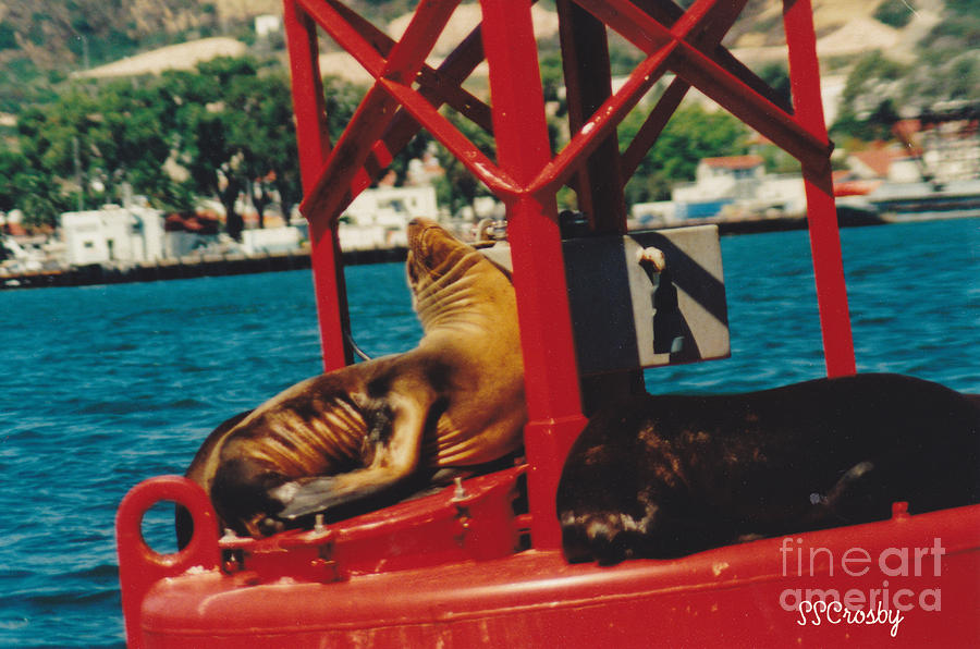 California Seals on Buoy 10 Photograph by Susan Stevens Crosby