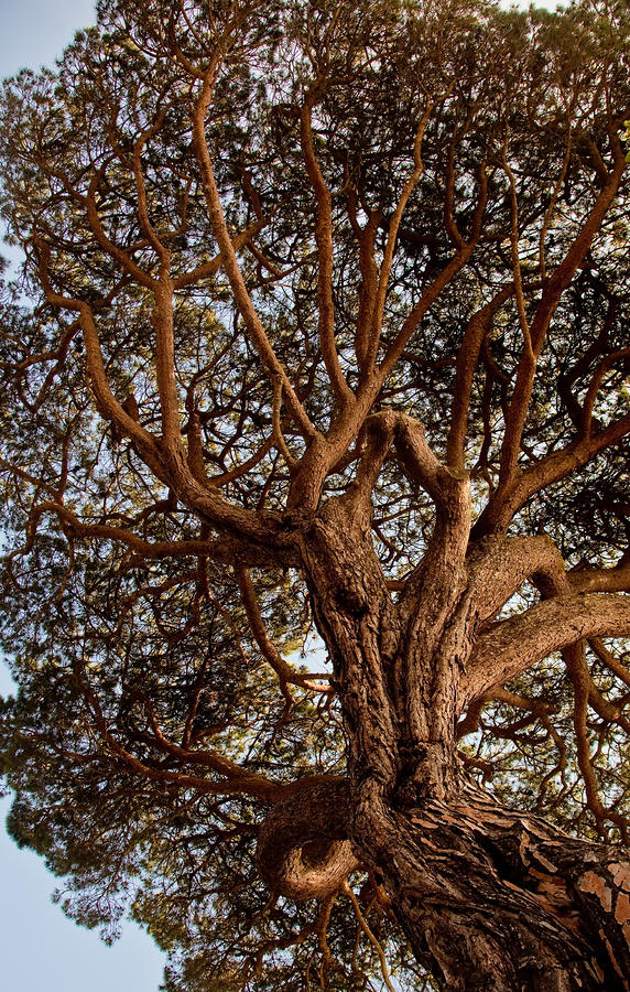 California Tree Photograph by Patrick  Flynn