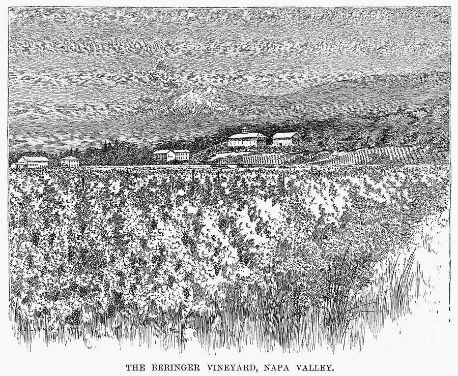 California: Vineyard, 1889 Photograph by Granger