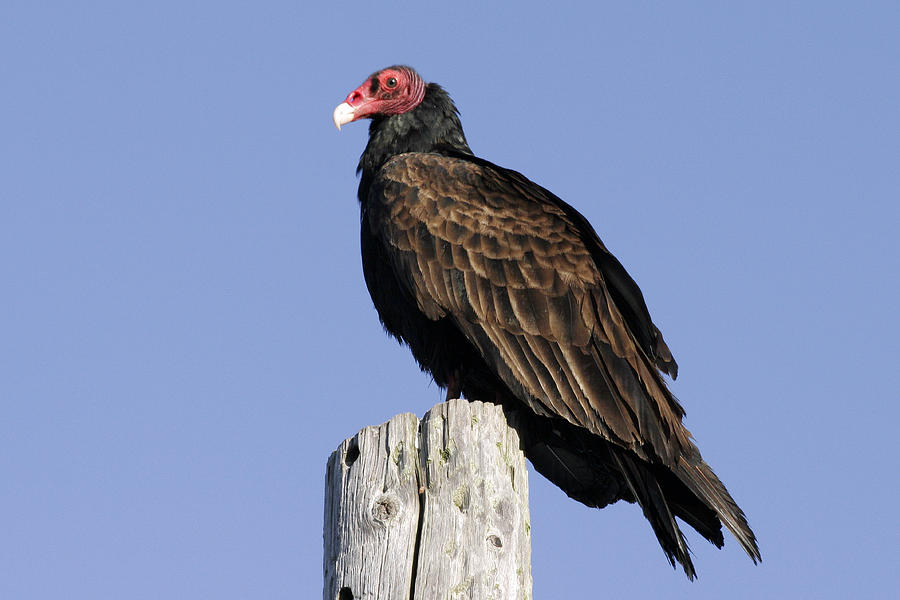 California Vulture W8351 by Wes and Dotty Weber