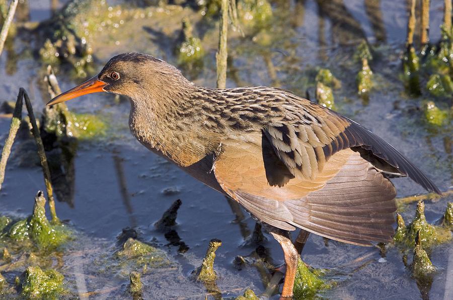 Californian Clapper Rail Photograph by Bob Gibbons