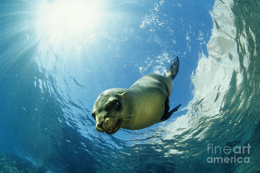 Californian Sea Lion Photograph by Franco Banfi and Photo Researchers
