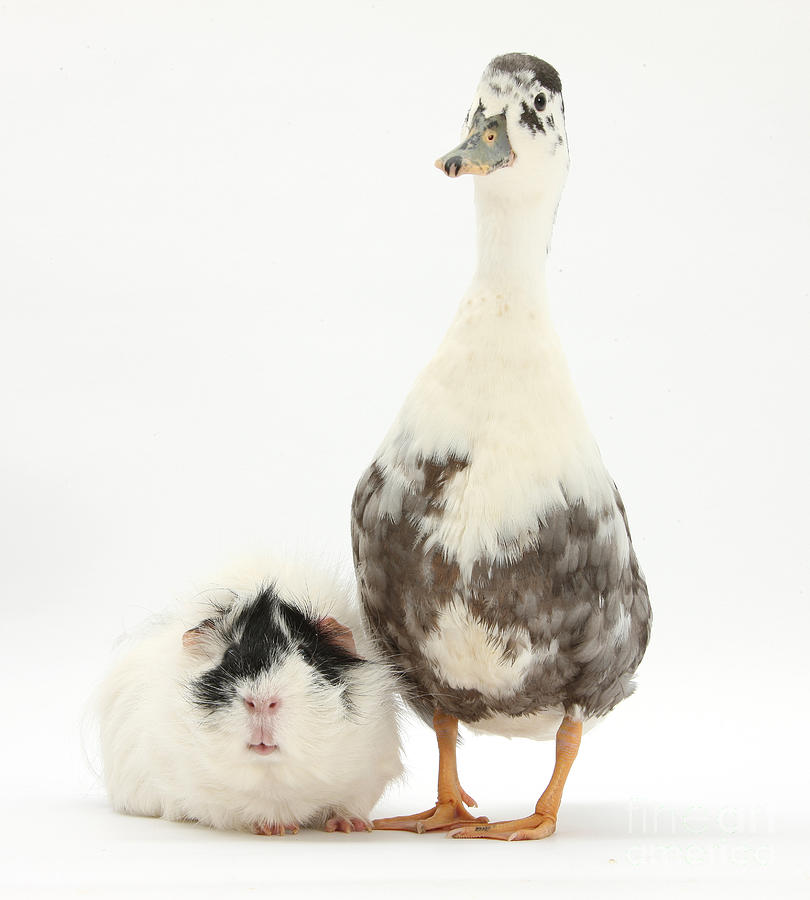 Call Duck And Guinea Pig Photograph by Mark Taylor