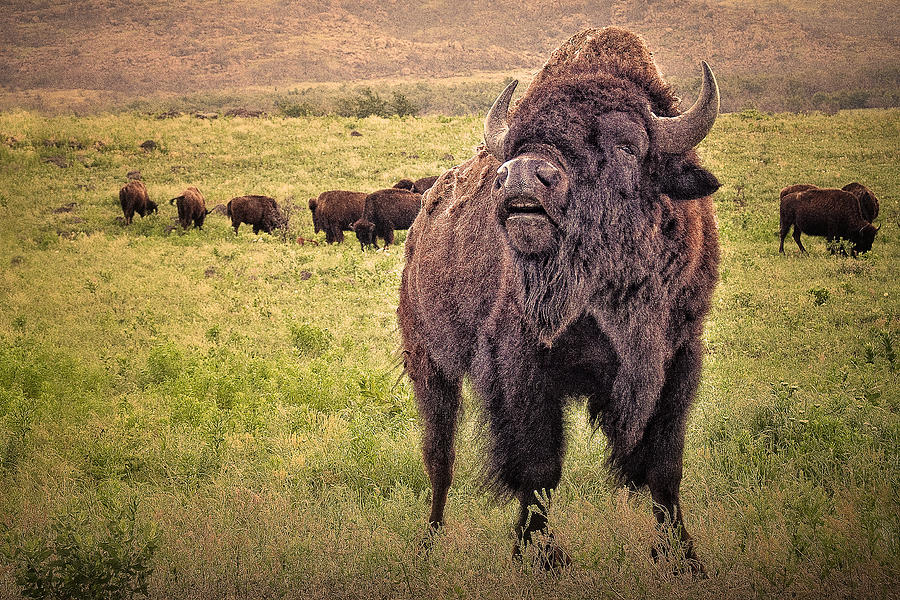 Bison Photograph - Call of the Bison by Tamyra Ayles