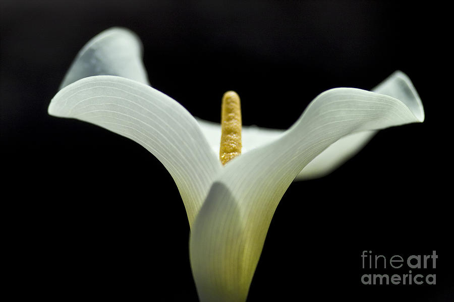 Calla blossom - cala Photograph by Heiko Koehrer-Wagner