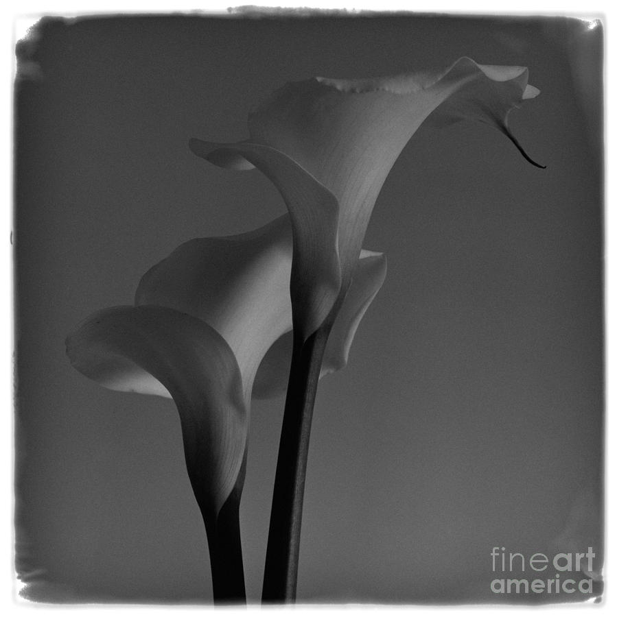 Flower Photograph - Calla Lilies 1 DR by Aldo Cervato