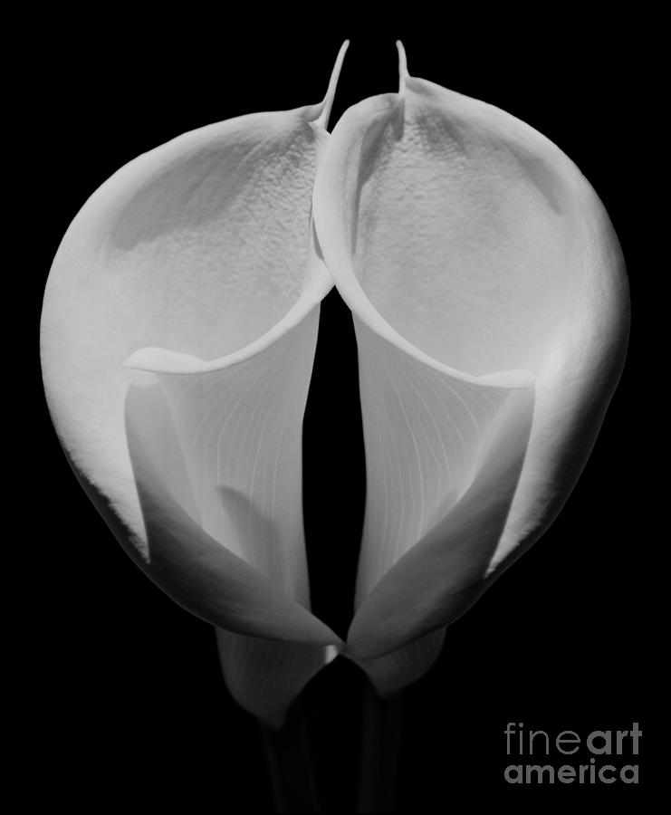 Flores Photograph - Calla Lilies 2 by Aldo Cervato Flores Photograph - Calla Lilies 2 by Aldo Cervato