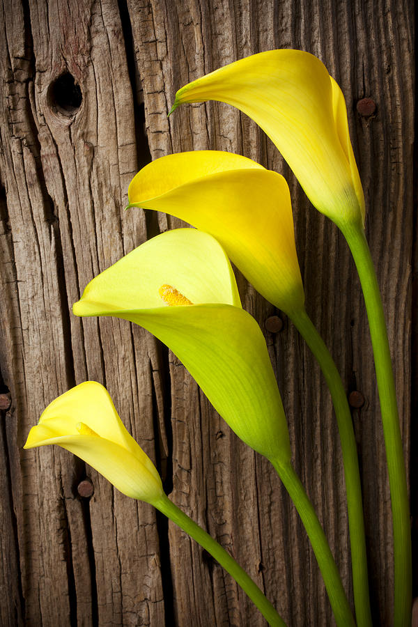 Flower Photograph - Calla lilies against wooden wall by Garry Gay
