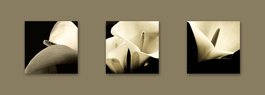 Lily Photograph - Calla Lilies art by Sumit Mehndiratta