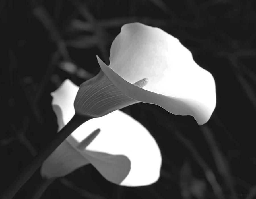Calla Lilies in Black and White Photograph by Jennie Marie Schell