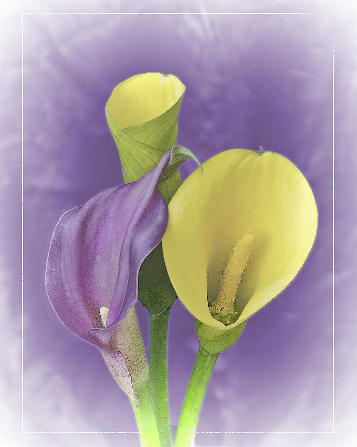Calla Lilies in Pale Hues Photograph by Betty Eich