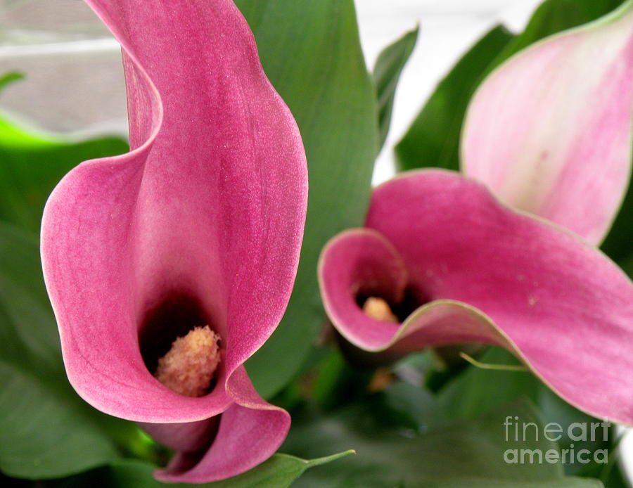 Calla Lilies in Pink Photograph by Lainie Wrightson