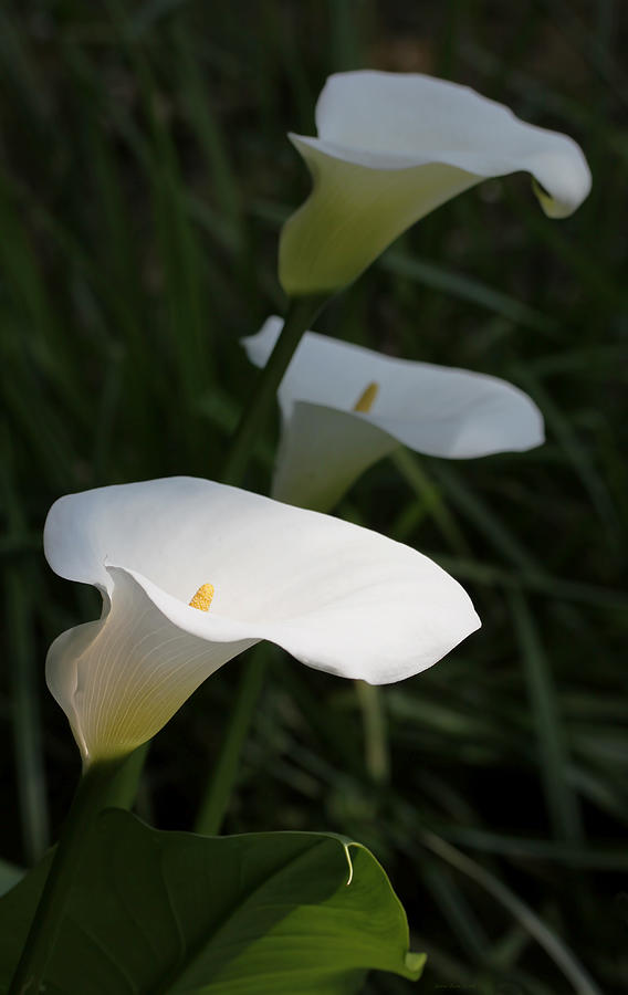 Calla Lilies in the Shadows Photograph by Jennie Marie Schell