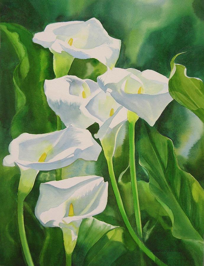 Calla Lilies by Sharon Freeman