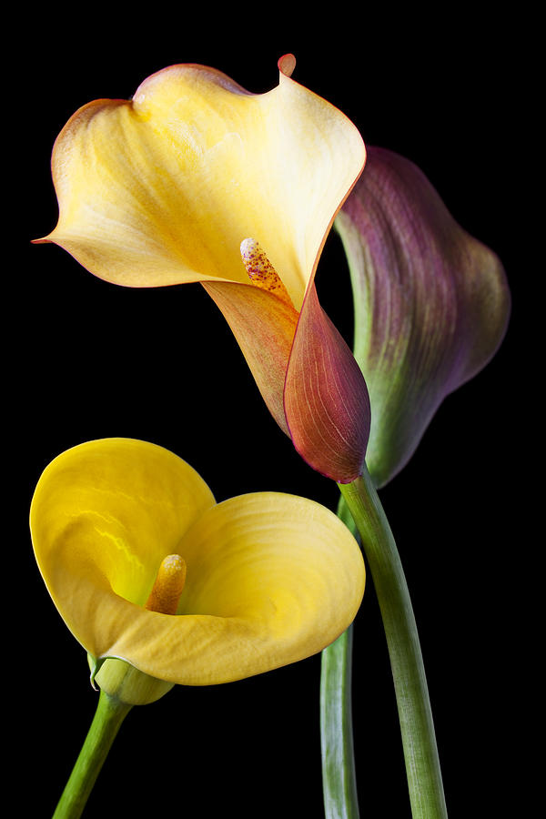 Flower Photograph - Calla lilies still life by Garry Gay