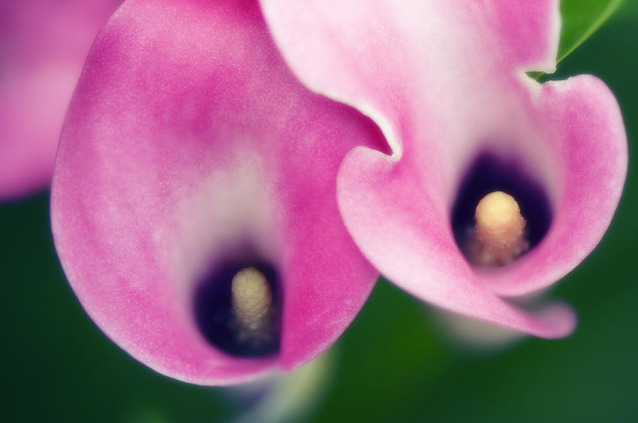 Summer Photograph - Calla Lilies (zantedeschia Hybrid) by Maria Mosolova