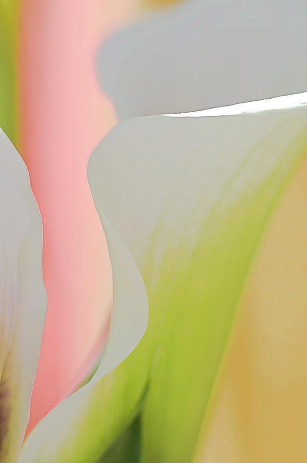 Calla Lily 1 Photograph by Carolyn DAlessandro