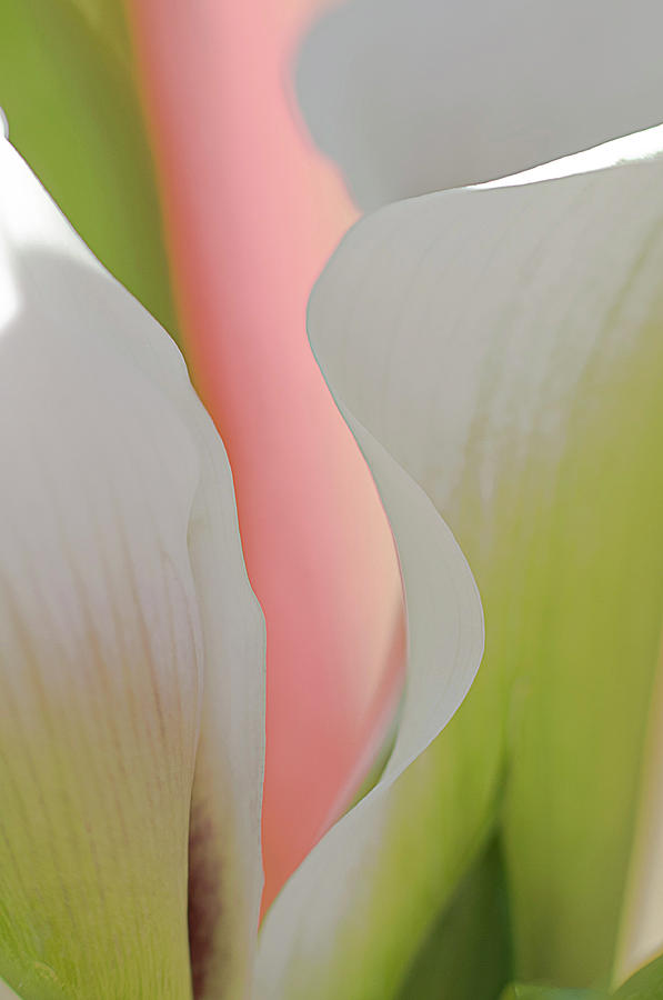 Calla Lily 2 Photograph by Carolyn DAlessandro