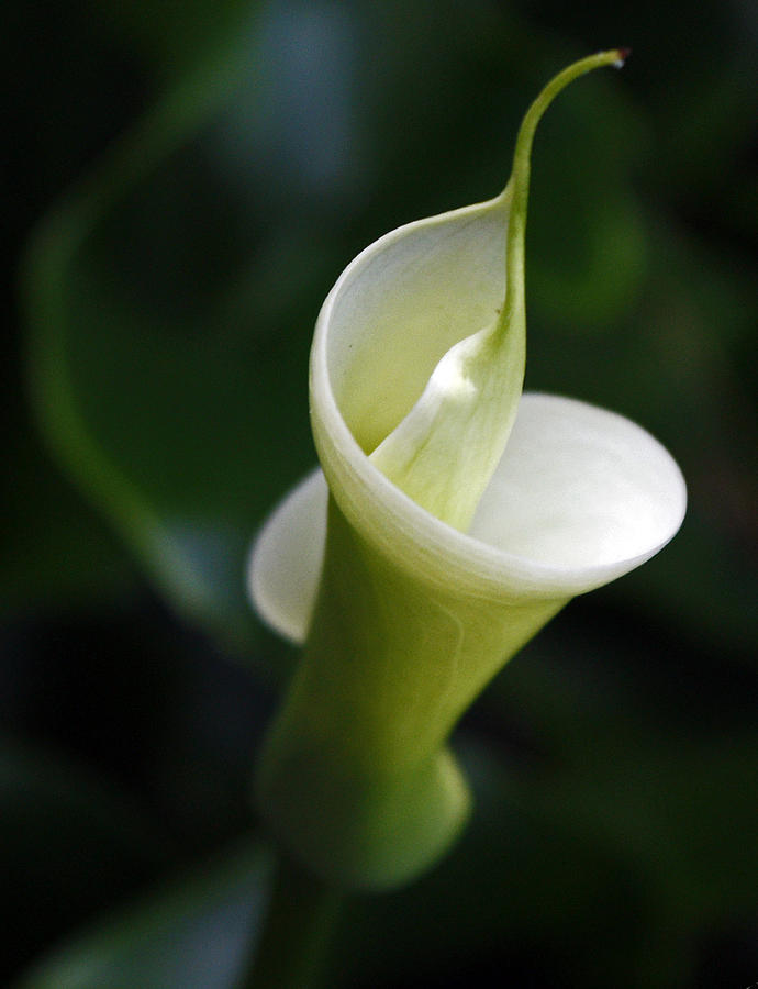 Calla Lily 2011 Photograph by Chris Anderson