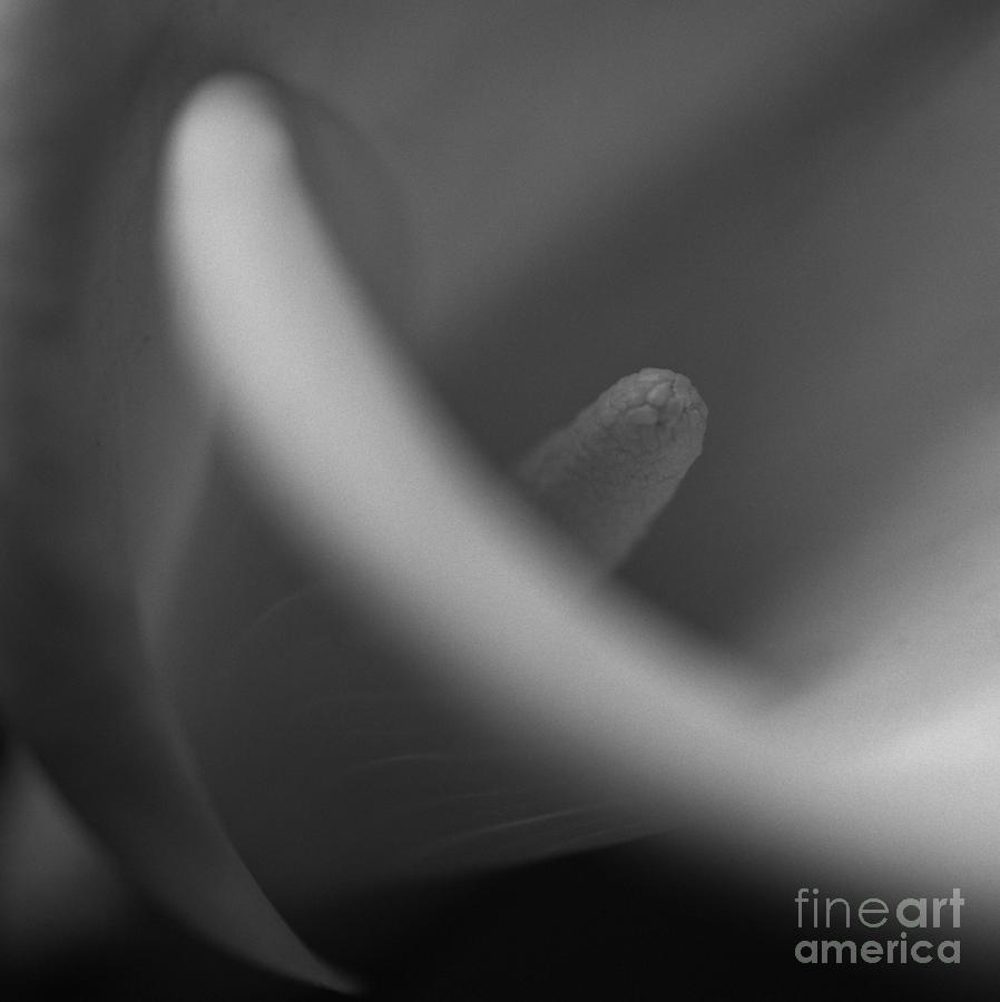 Floral Photograph - Calla Lily by Aldo Cervato Floral Photograph - Calla Lily by Aldo Cervato