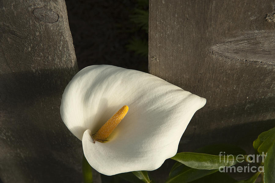 Calla Lily and Fence Photograph by Sandra Bronstein