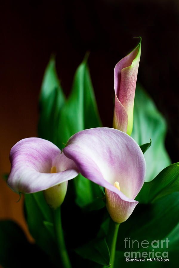 Flower Photograph - Calla Lily by Barbara McMahon