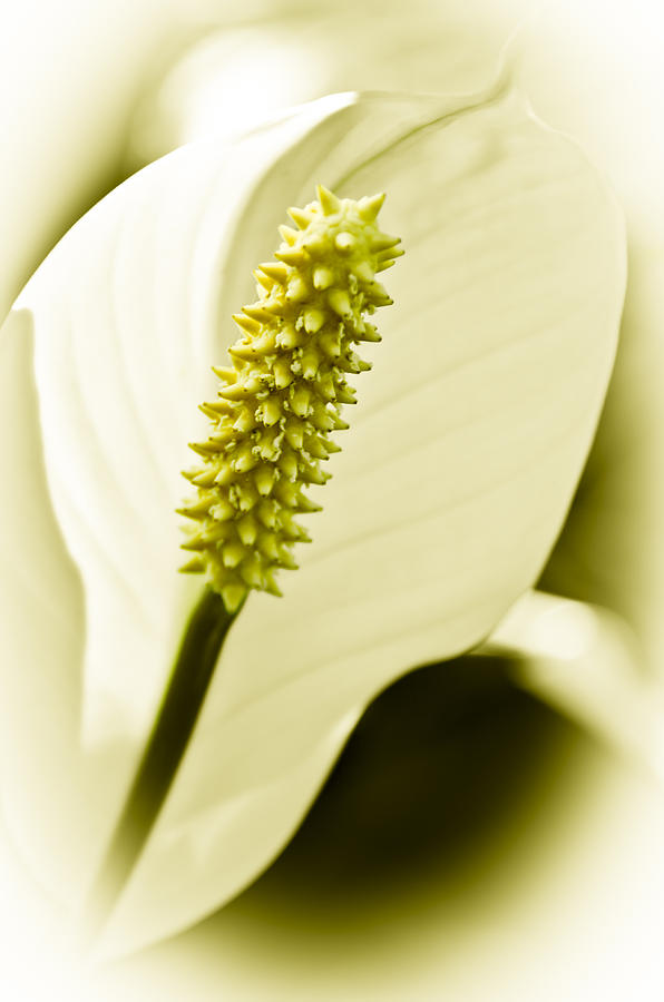 Peace Lily Photograph by Carolyn Marshall
