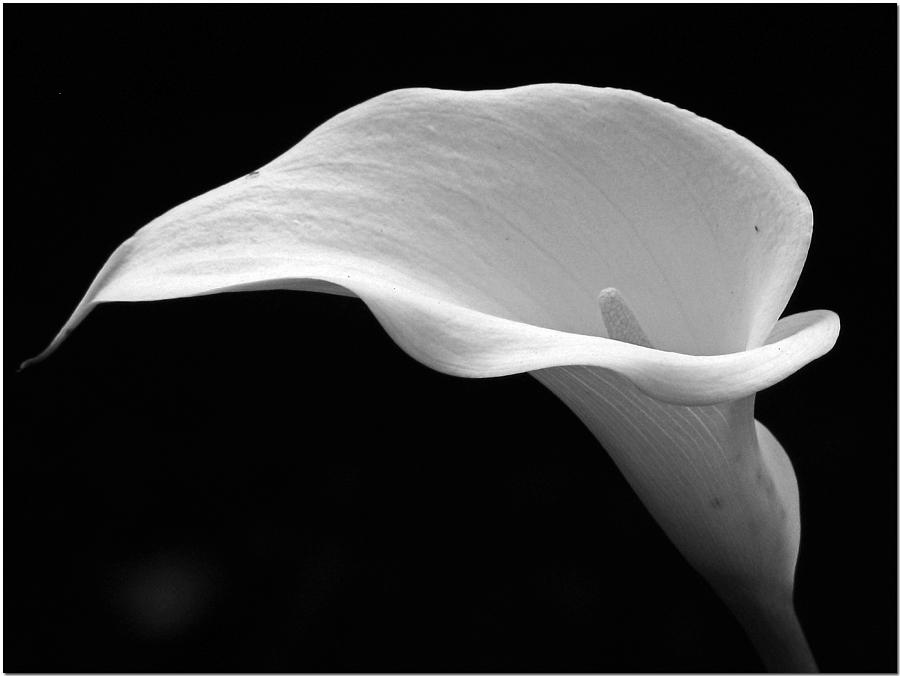 Calla Lily Photograph by Chris Anderson