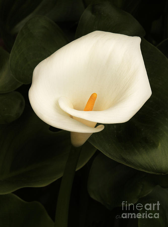 Calla Lily Photograph by Clare VanderVeen